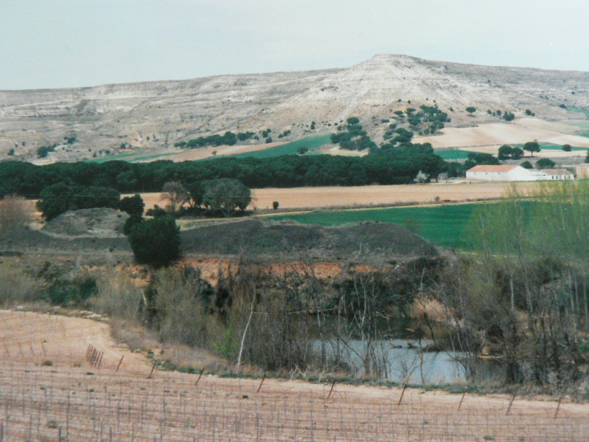 Weinberge am Duero